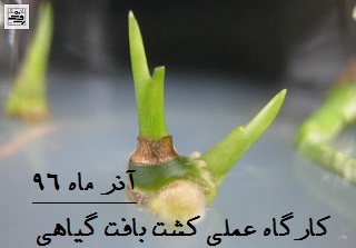 برگزاری کارگاه عملی کشت بافت گیاهی(ویژه هفته پژوهش)-دبیرستان فرزانگان 2-آذر ماه96